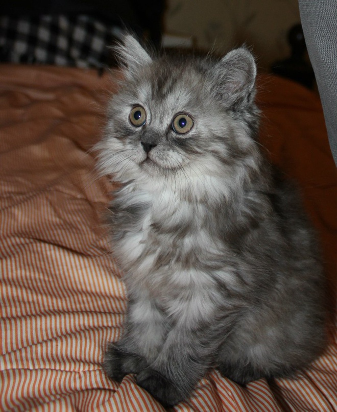 Алексей Антипин |