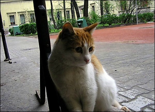 Марина Куликевич | Санкт-Петербург