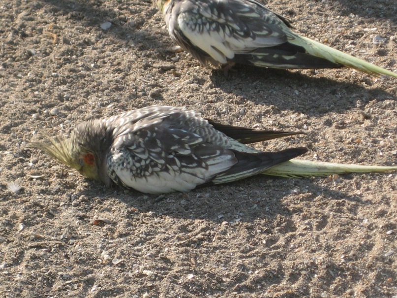 Светлана Яворская | Симферополь