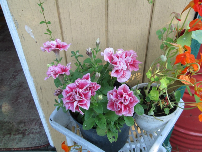 Елена Попова | Петрозаводск