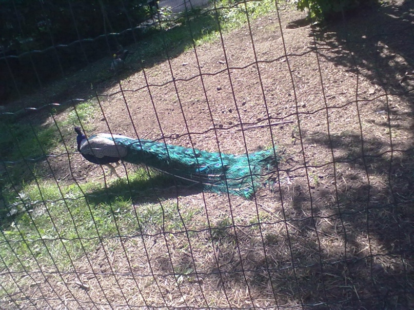 Дмитрий Ипполитов RAZ-2A | Нижний Новгород