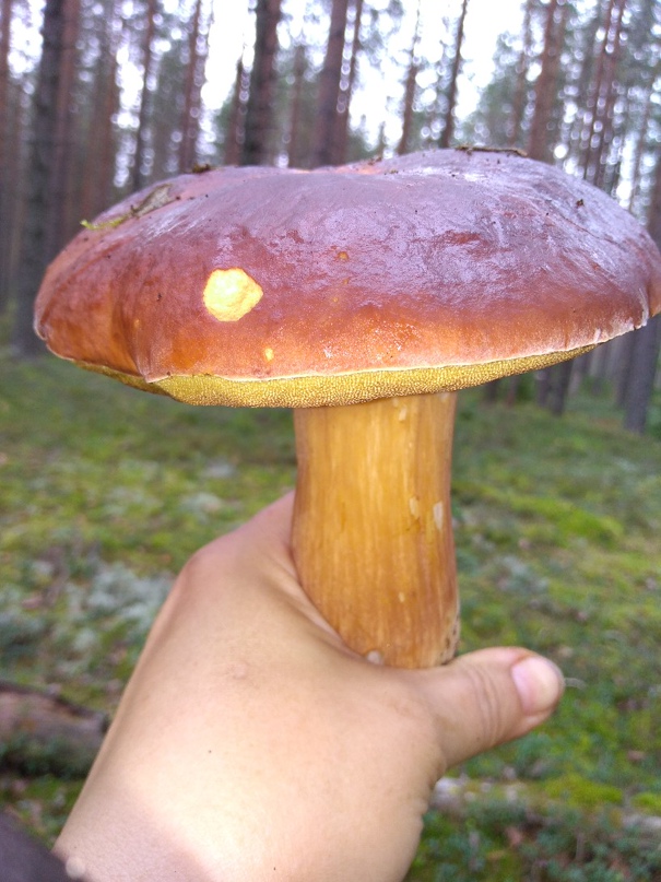 Анна Шмидт | Санкт-Петербург