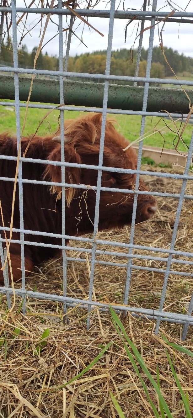 Игорь Куликов CLON1K | Санкт-Петербург