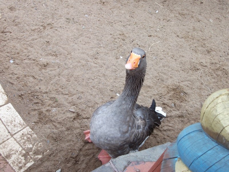 Максим Горкунов | Череповец