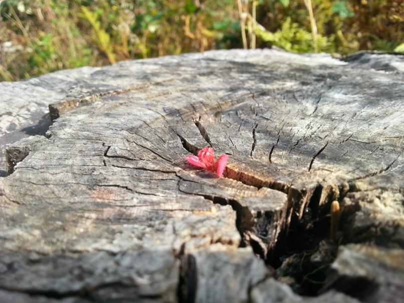 Роман Стариков Николаевич | Ростов-на-Дону