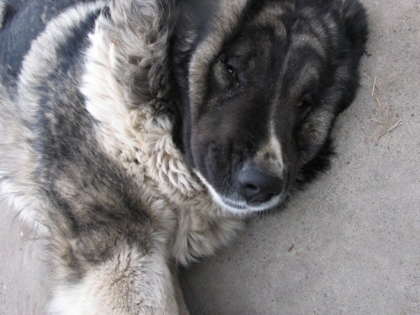 Дмитрий Панков | Воронеж