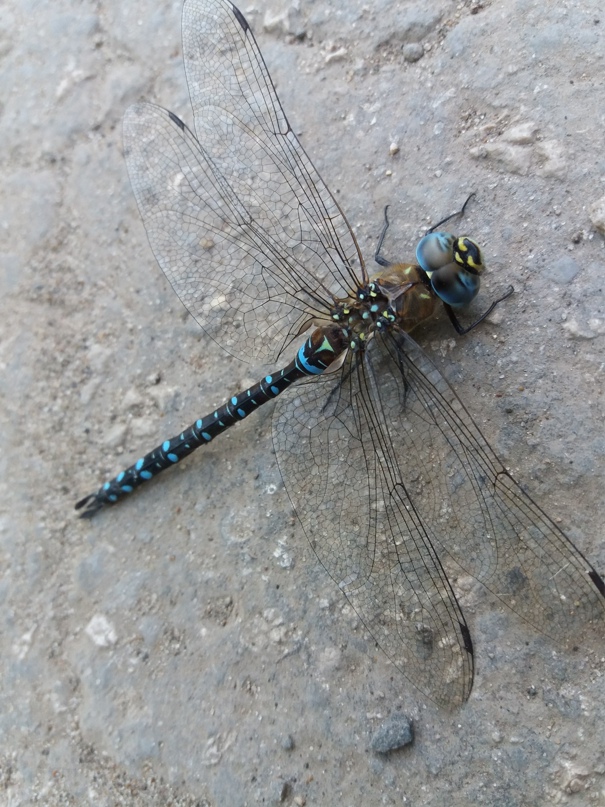 Марианна Борисова | Самара