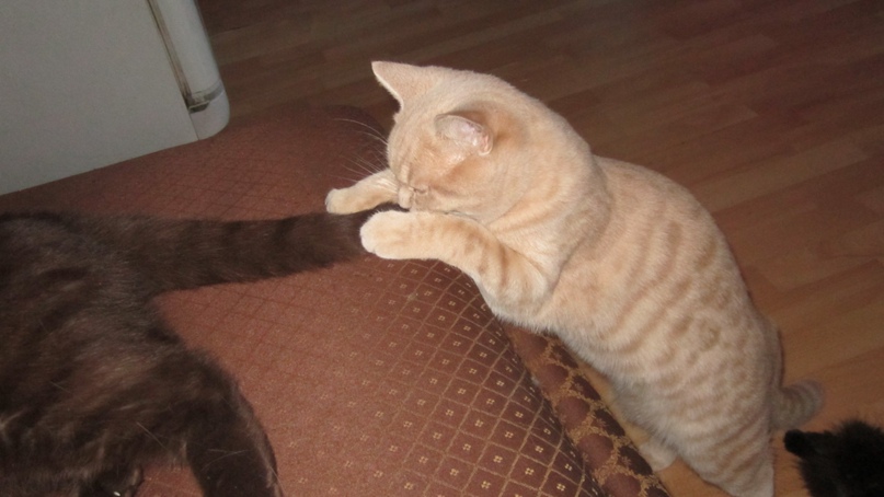 Татьяна Первушина -=Storm=- | Кириши