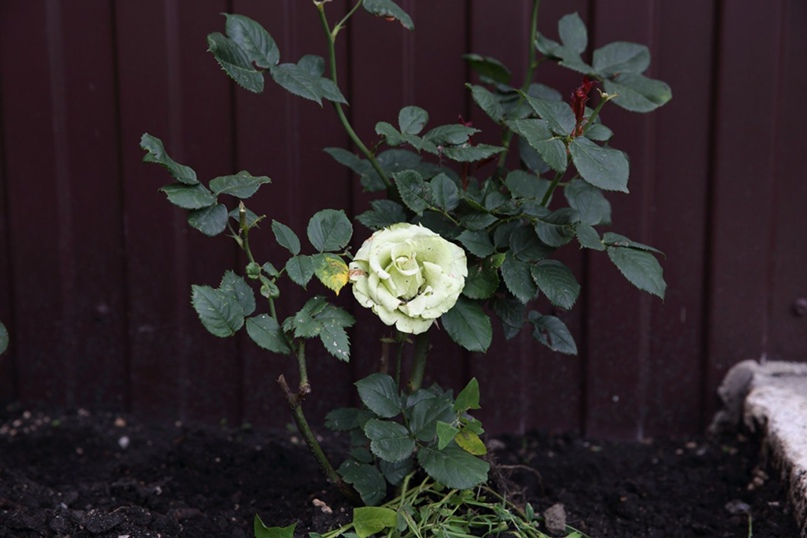 Анна Glushenkova | Санкт-Петербург