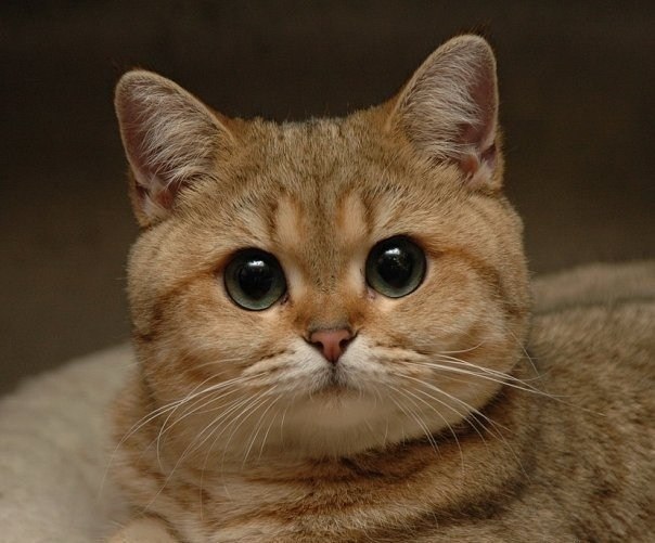 Андрей Мишунин | Саранск