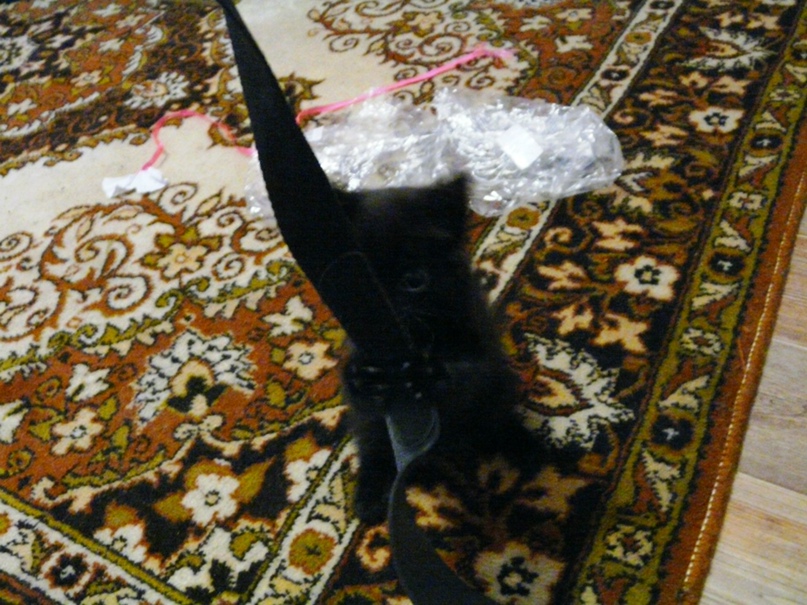 Ольга Соколова | Новокузнецк