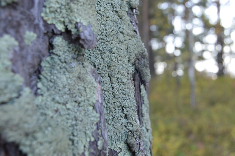 Александра Масленникова Никому_ни_Кабельная | Новосибирск