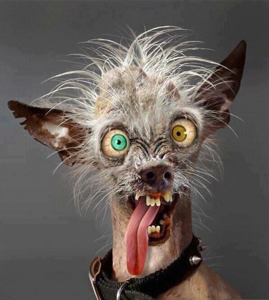 Анна Ильяшевич | Brisbane