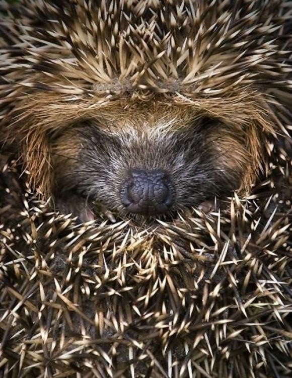 Ксения Ольхова |