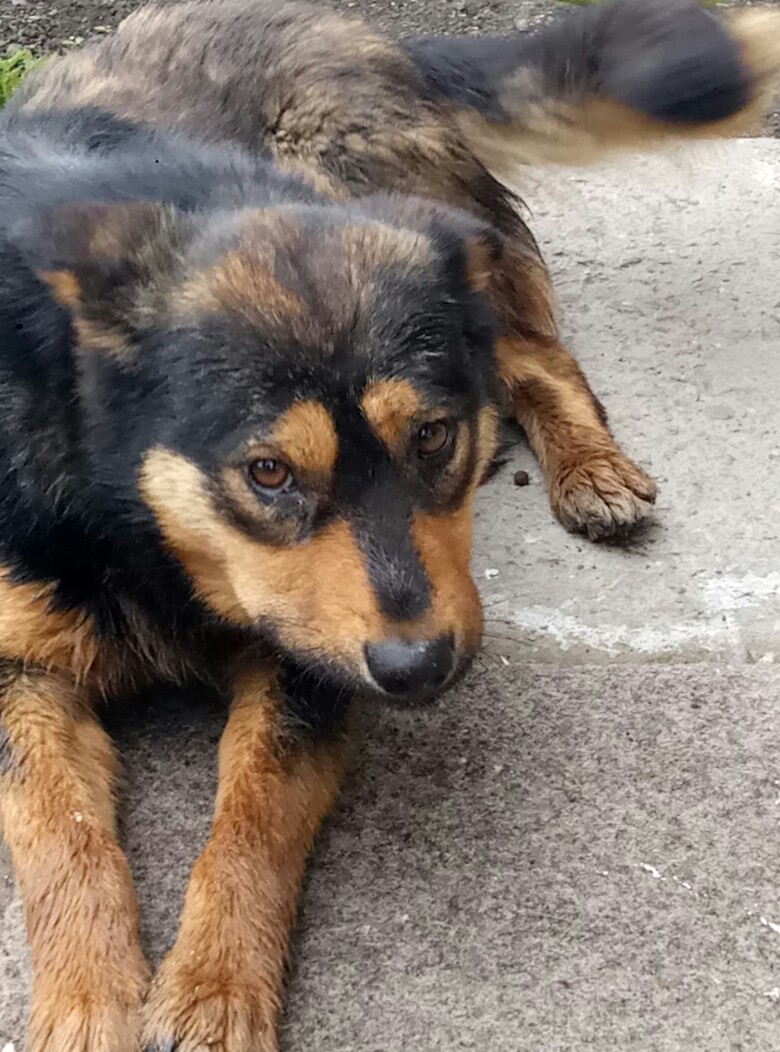 Оле Лукойе |