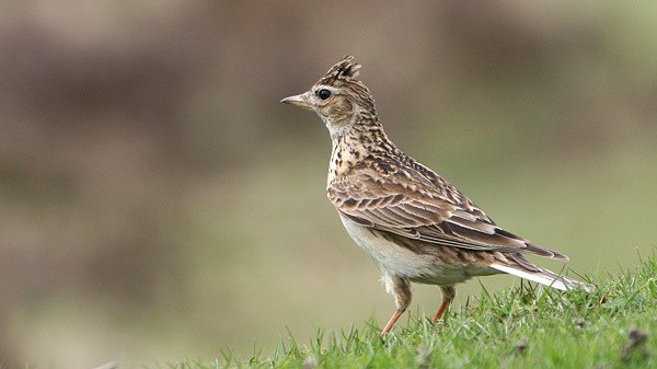 Аня Викторова | Череповец