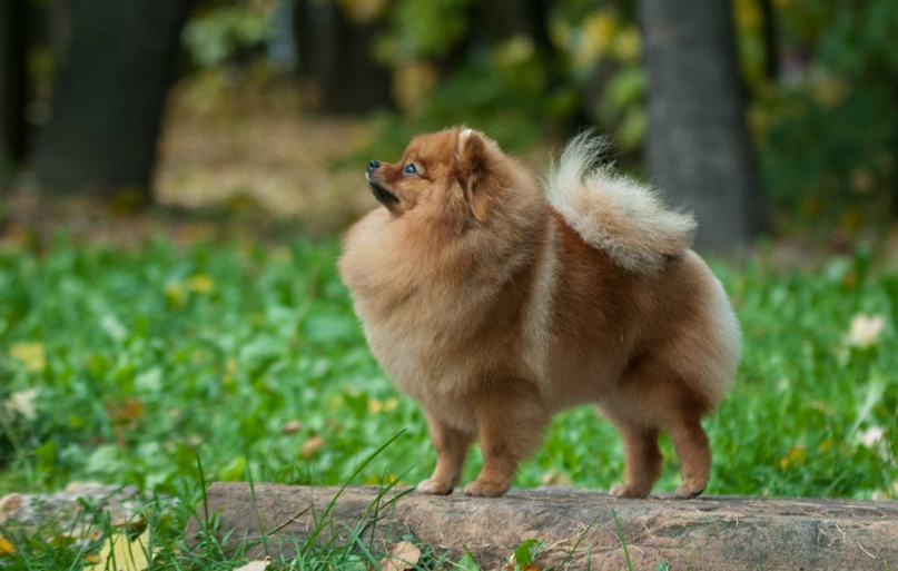 Мария Чернышева | Москва