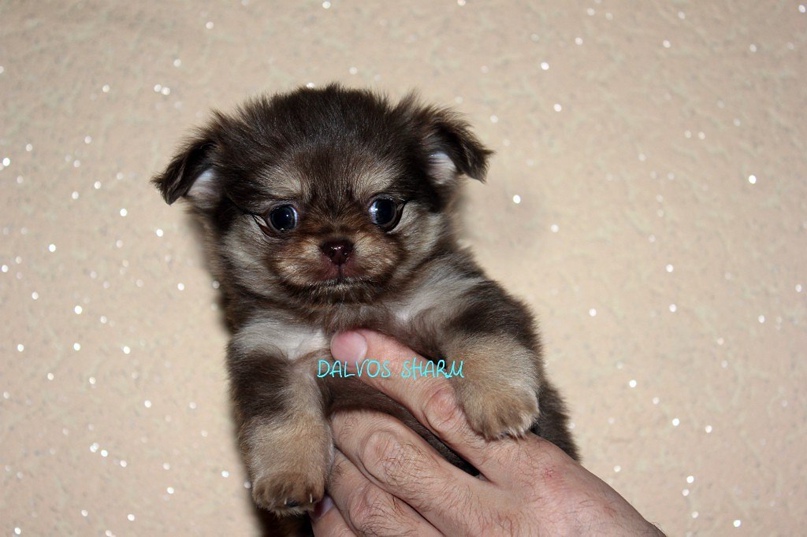 Юлия Железнякова | Южно-Сахалинск