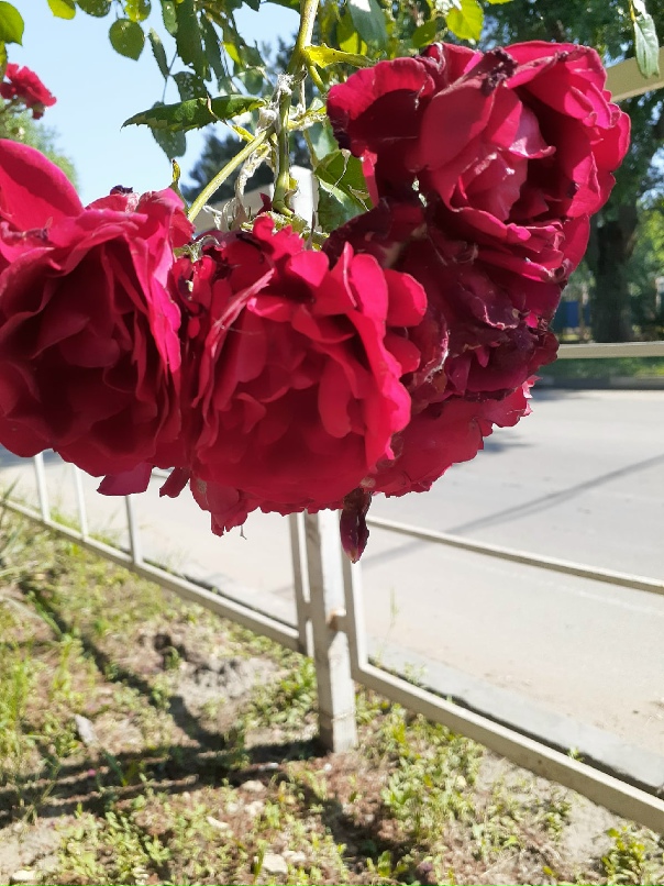 Оксана Снегирева | Москва