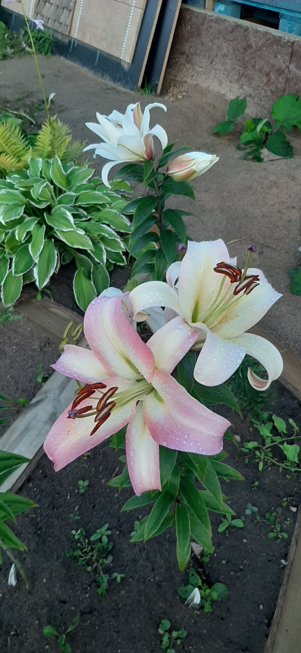 Ирина Николаева | Санкт-Петербург