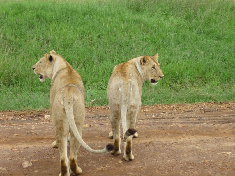 Елена Лис | Ижевск