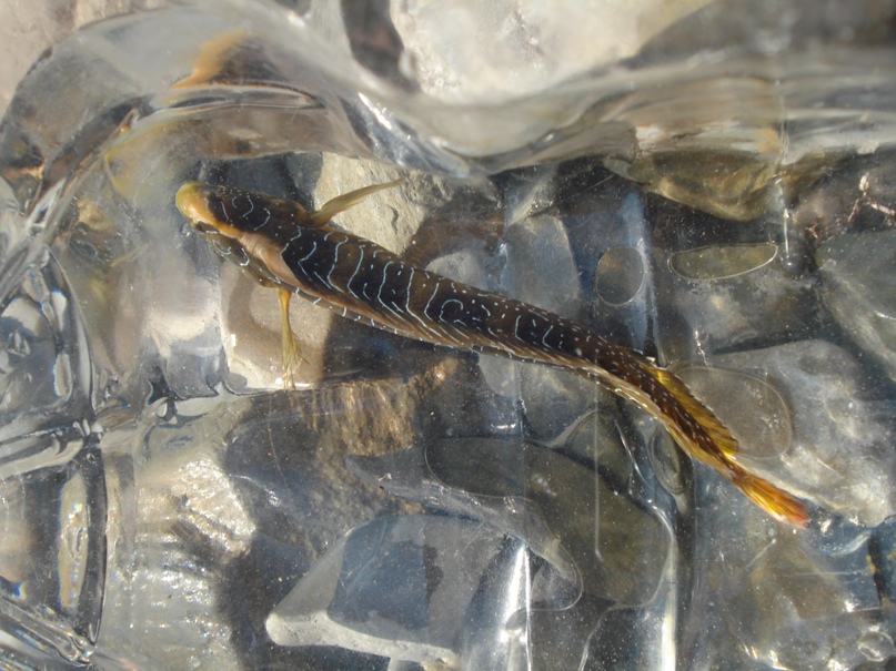 Светлана Яшина | Казань