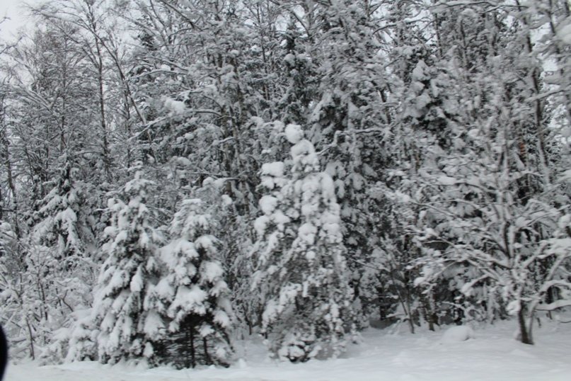 Антон Шведов |