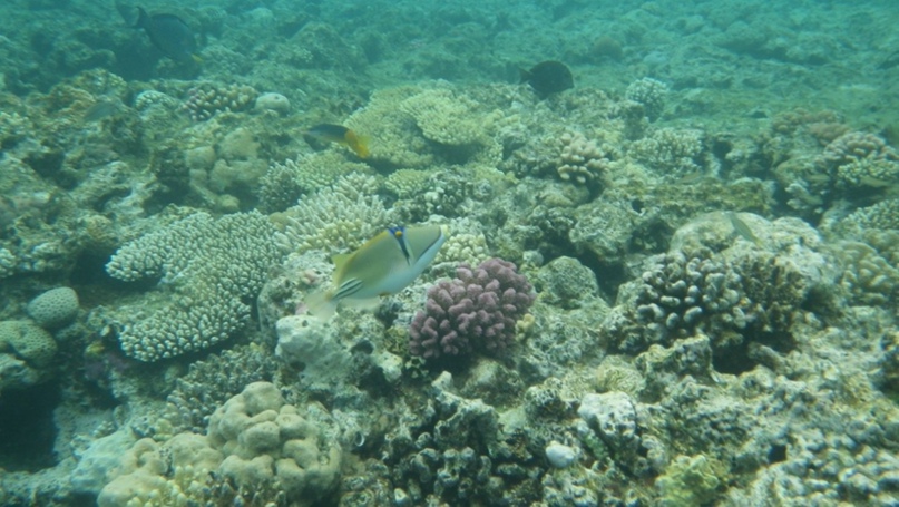 Татьяна Преображенская | Санкт-Петербург