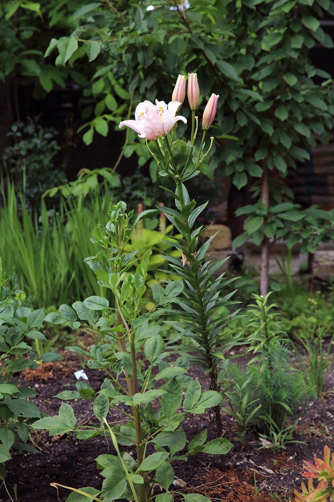 Анна Glushenkova | Санкт-Петербург