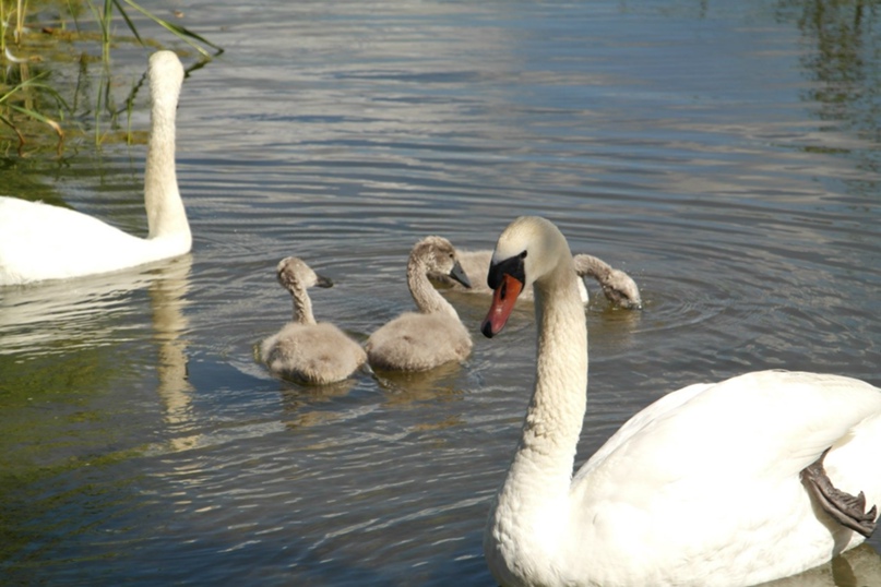 Екатерина Рубцова | Stockholm