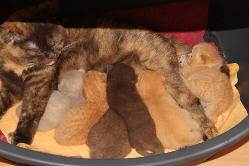 Маргарита Миронова | Санкт-Петербург