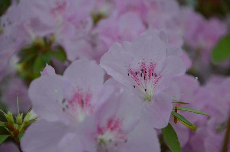 Галина Долина | Кривой Рог