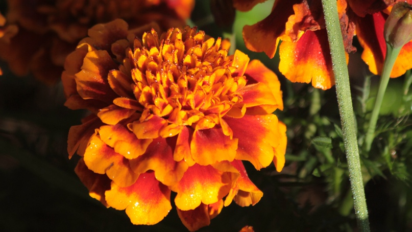 Игорь Воскресенский | Санкт-Петербург