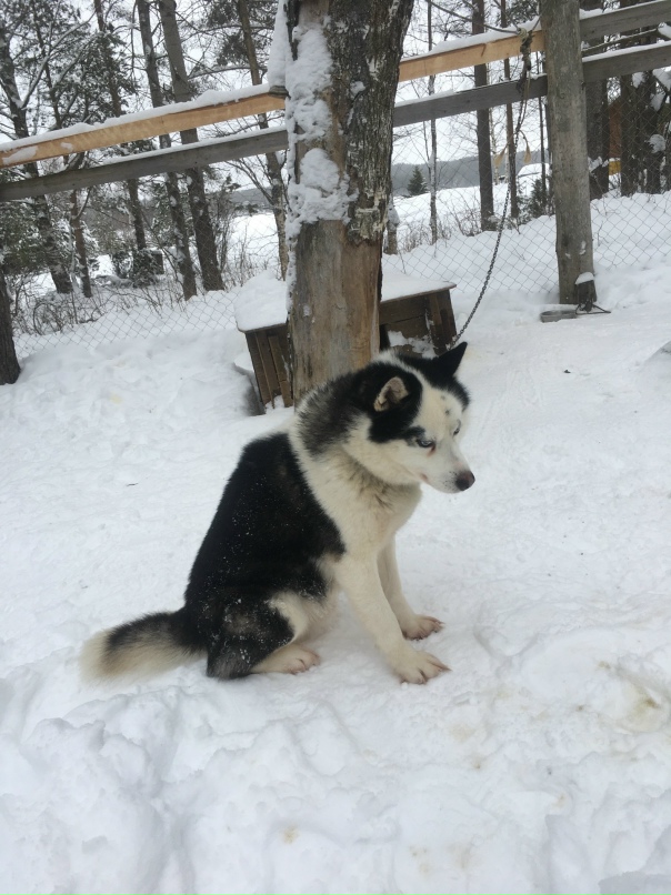 Татьяна Тёплых (Живето) | Петрозаводск