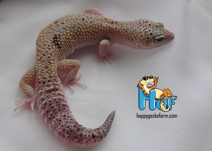 Оксана Дмитриева | Краснодар