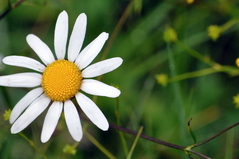 Екатерина Железнова Николаевна | Псков