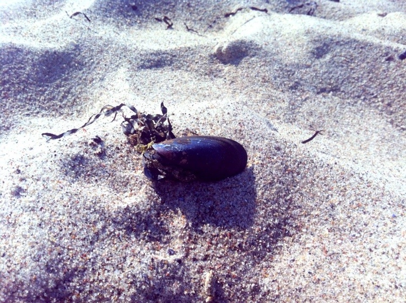 Евгения Бромберг |