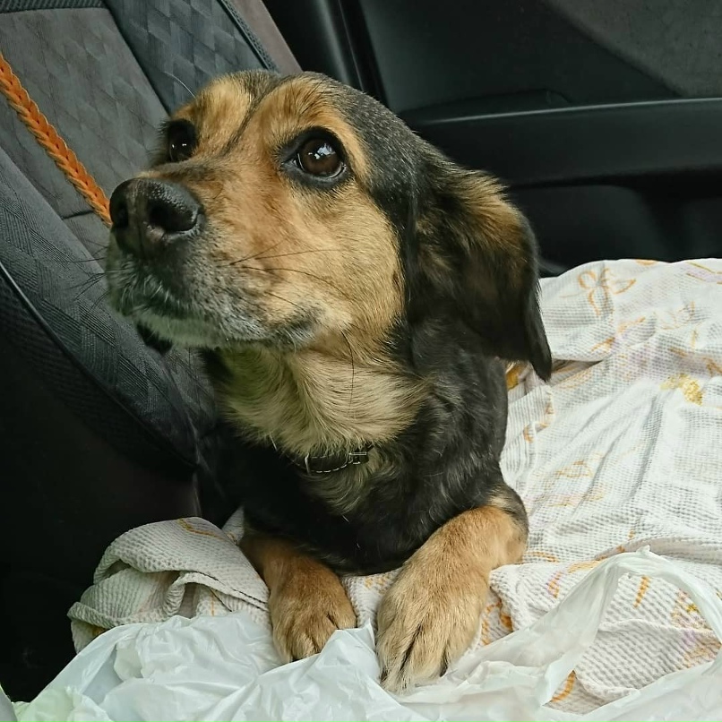 Оле Лукойе |