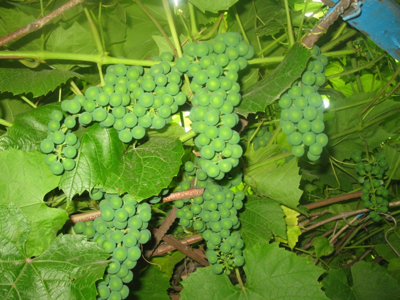 Таня Жукова | Санкт-Петербург