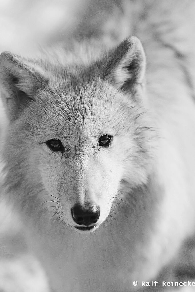 Мурад Гаджиев | Баку