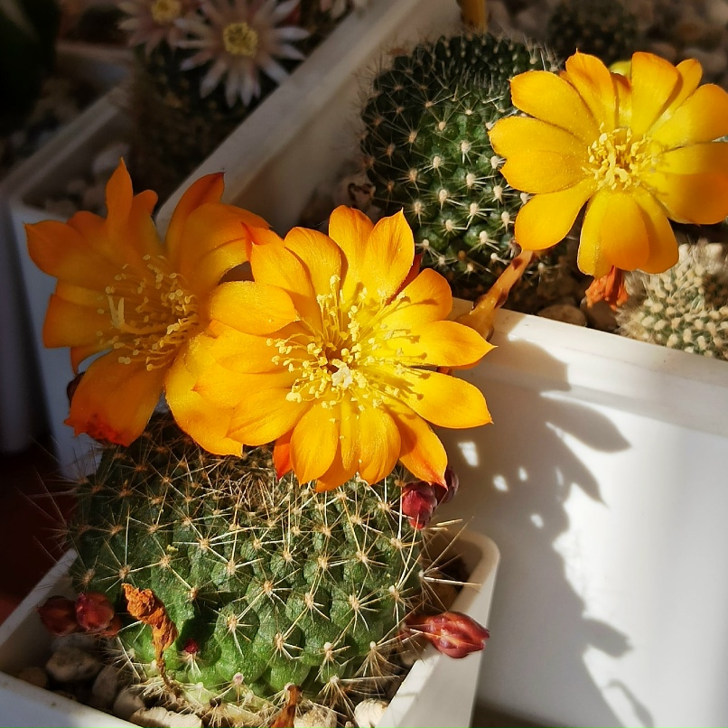 Ольга Панкратьева Fenix | Москва