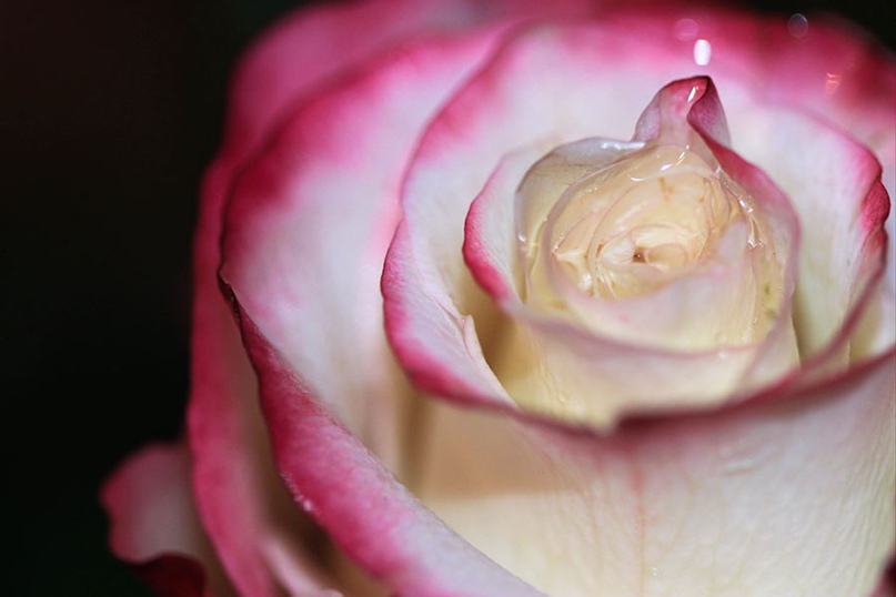 Елена Шарманова alena007 | Обухово