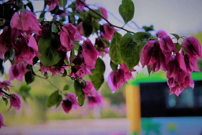 Ольга Смешнова ___ | Санкт-Петербург