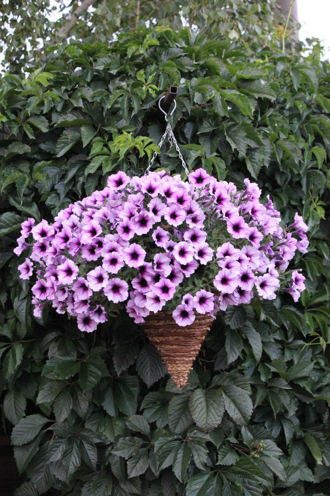 Елена Лосева | Петропавловск