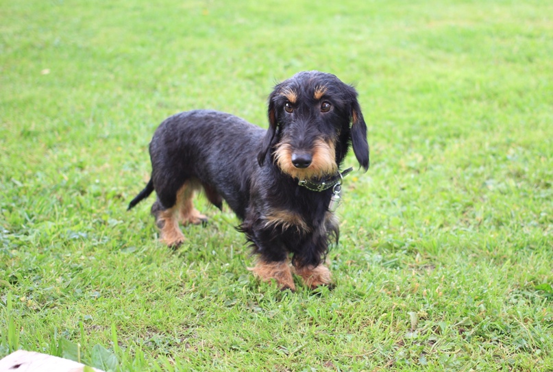 Светлана Алексеенко | Санкт-Петербург
