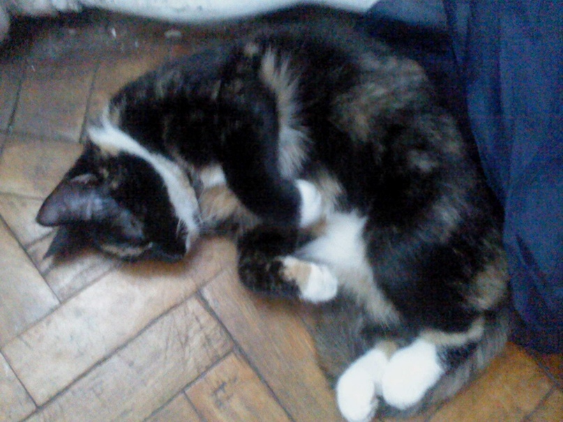 Федор Соболев Герментатип | Санкт-Петербург