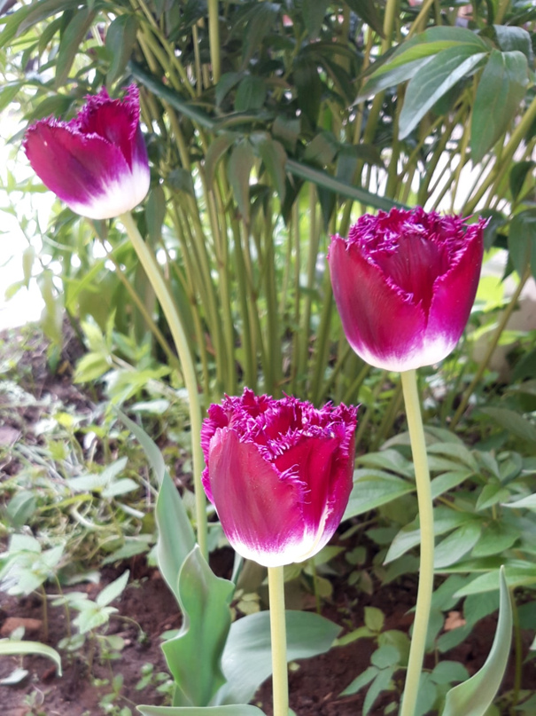 Татьяна Уставщикова | Пушкино