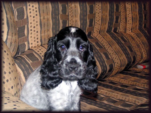 Ольга Дмитриева | Санкт-Петербург