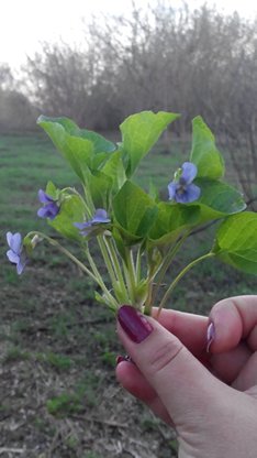 Татьяна Саушкина | Бровары