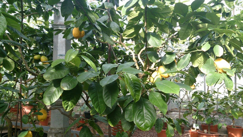 Яна Мир | Санкт-Петербург